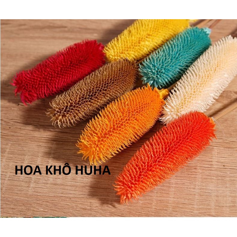 Hoa khô TEASEL trang trí nhà cửa