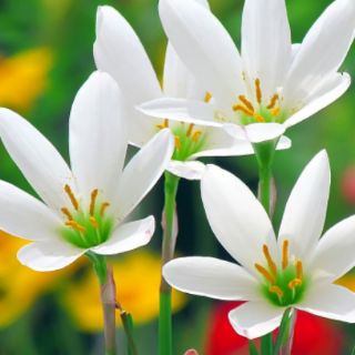 1Củ hoa hệ mưa màu trắng