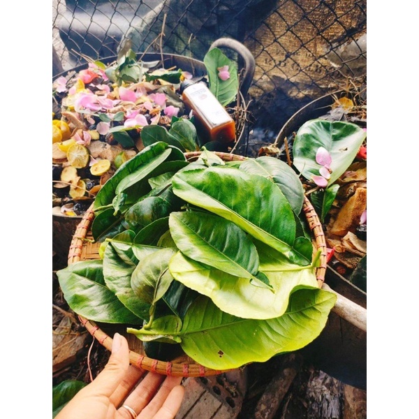 [HANMADE] TINH CHẤT THẢO MỘC 100%ORGANIC - CUNG CẤP DINH DƯỠNG MỌC TÓC LÀM DÀY TÓC | BigBuy360 - bigbuy360.vn