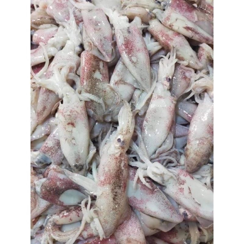 mực chã ❤HÀ NỘI SHIP HOẢ TỐC❤mực chã size vừa dễ chế biến: Mực xào me, Mực ăn lẩu, Mực hấp, đồ ăn vặt ngon