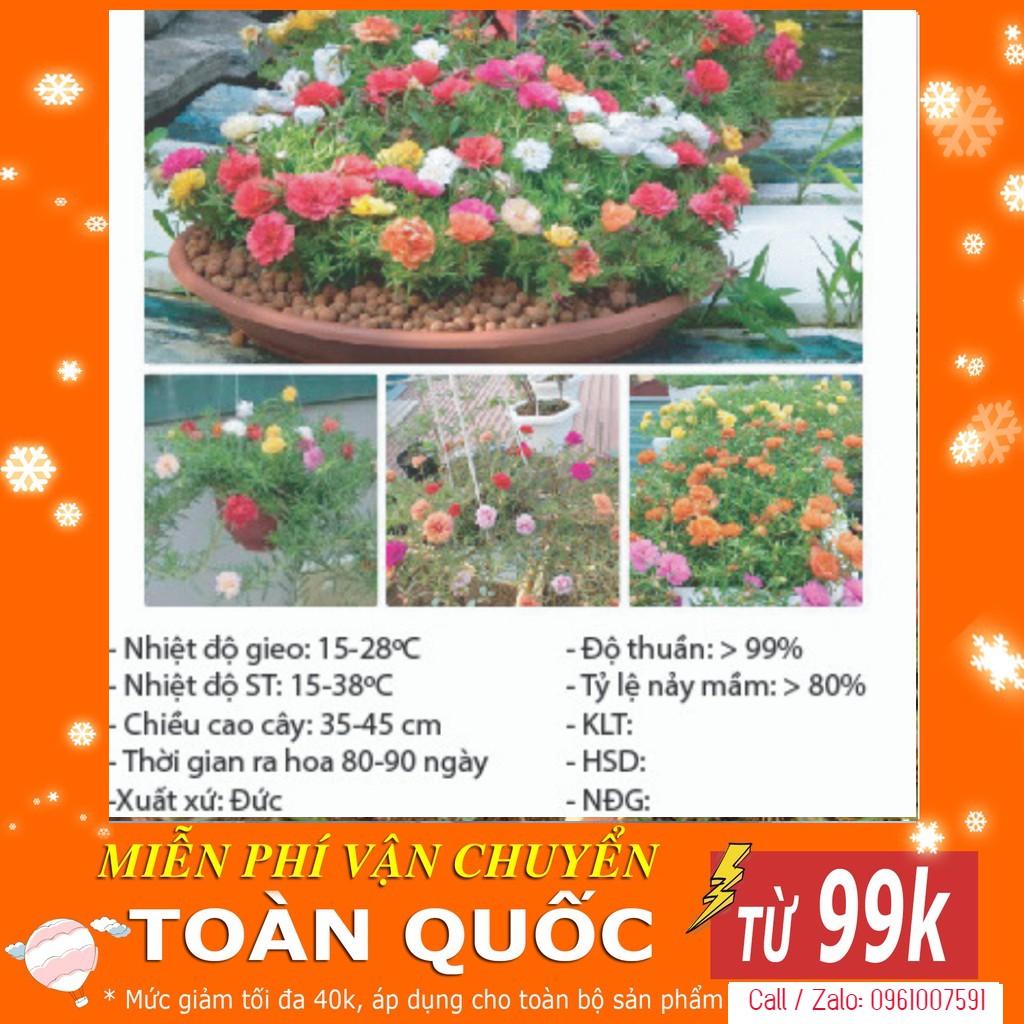 Hạt Giống Hoa Mười Giờ Mỹ Kép Mix - 100 Hạt