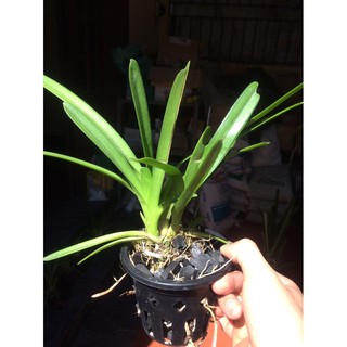 Hoa lan kiếm Hoàng Yến