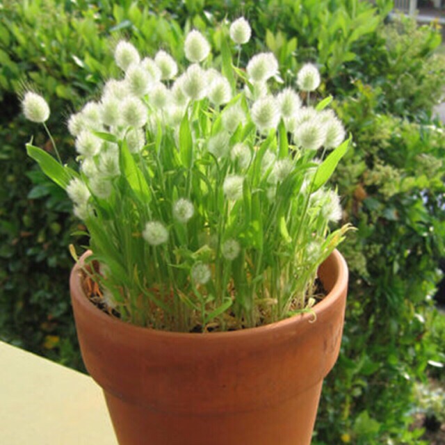 Hạt giống CỎ ĐUÔI THỎ (100 hạt)