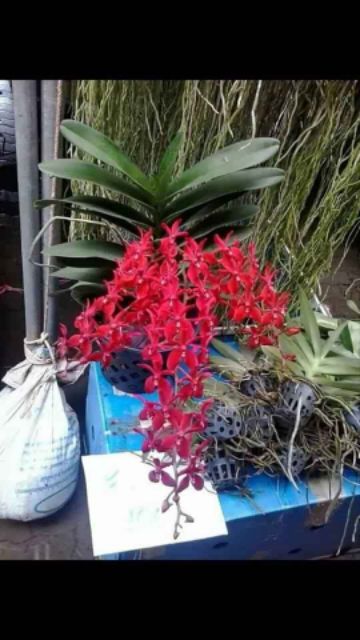 Lan Hoàng Tử Đỏ  - Renred