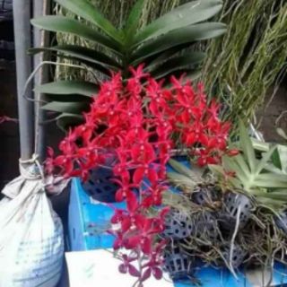 Lan Hoàng Tử Đỏ  - Renred (1 chậu)