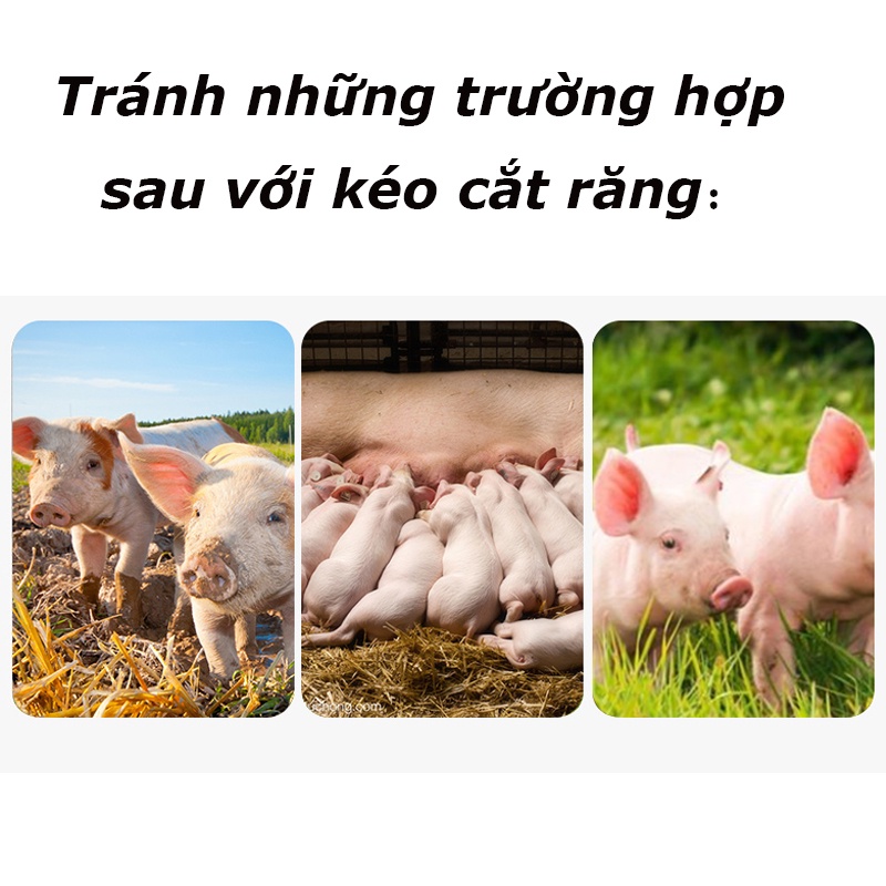 Rẻ🎉Kìm cắt nanh cho cắt răng lợn, kìm cắt móng bấm răng heo thép chất lượng thực dụng