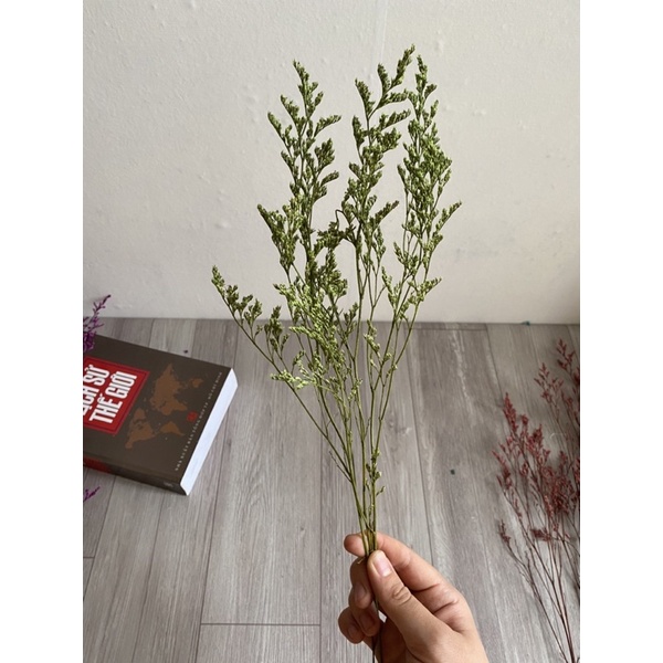 Hoa sao đuôi công khô, sao tình nhân - Hoa khô trang trí, decor