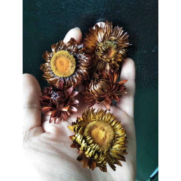 Sỉ 100b bất tử nâu socola làm decor, khô tự nhiên, hoa Đà Lạt, mix size