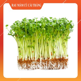 Hạt Giống Rau Mầm Củ Cải Trắng