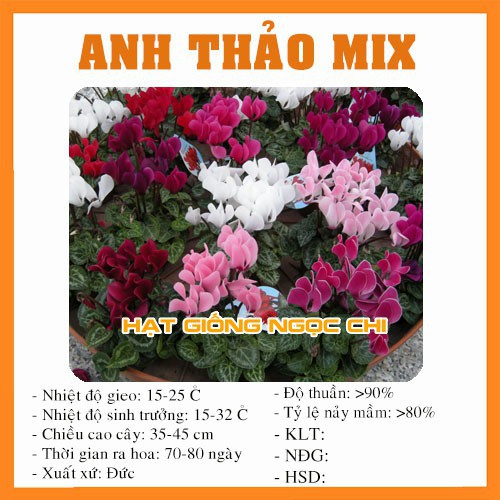 Hạt Giống Hoa Anh Thảo Mix - 5 Hạt