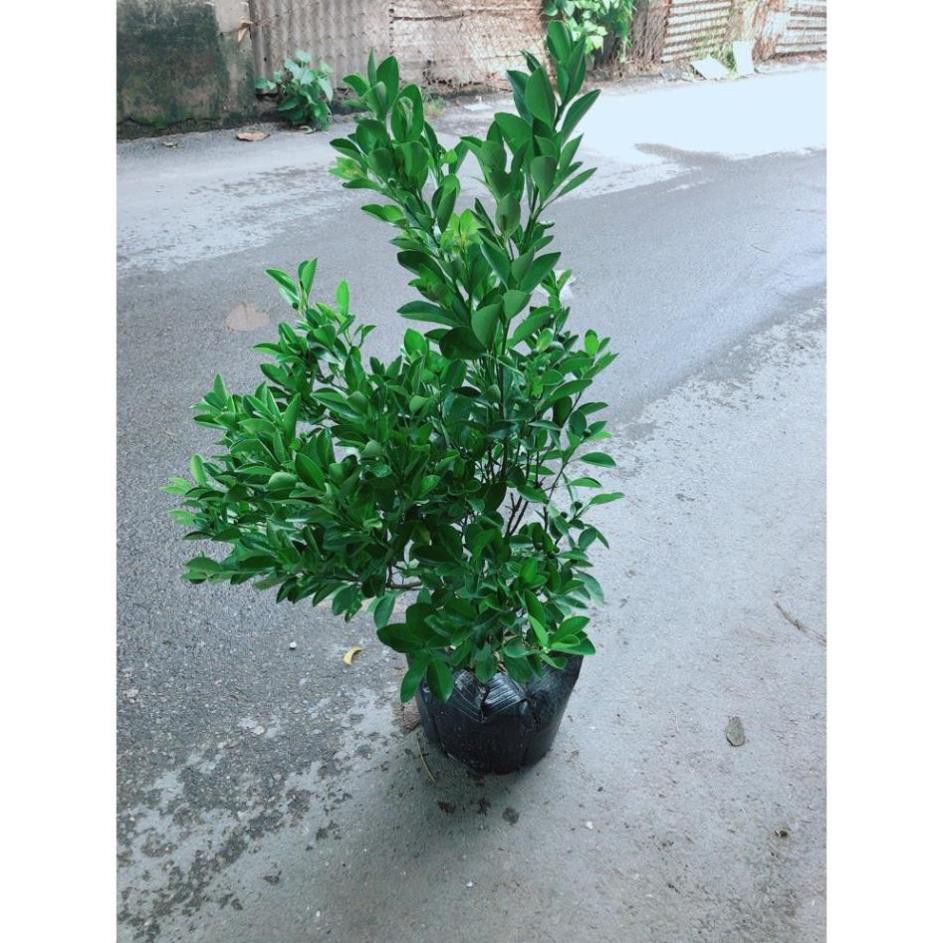 Cây Quất Đang Ra Quả Cây Khỏe