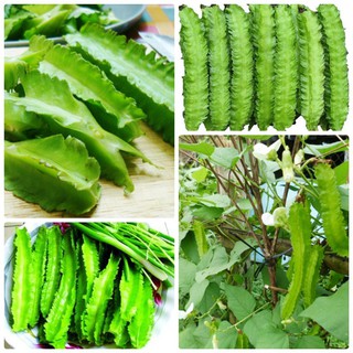 Hạt giống đậu rồng
