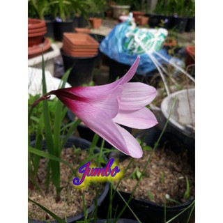 01 củ huệ mưa jumbo pure size hoa