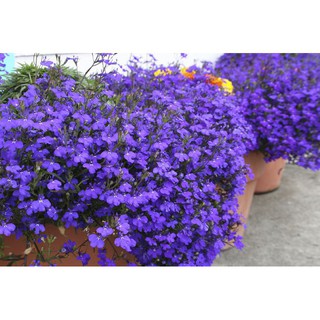Hạt Giống Hoa Loberia Mix