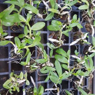 Hoa phong lan trầm rồng đỏ cốc 1.5