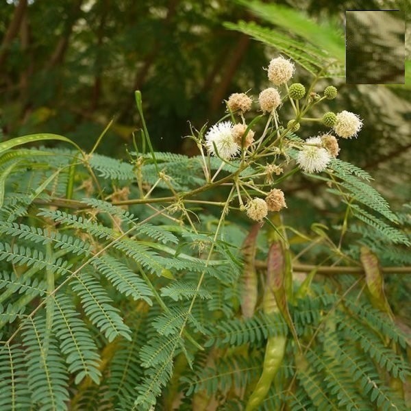 HẠT CÂY KEO DẬU CÂY BÌNH LINH - GÓI 10 GRAM