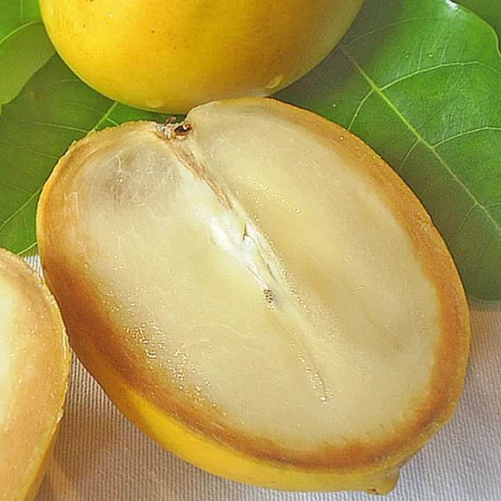 Cây Giống Vú Sữa Hoàng Kim