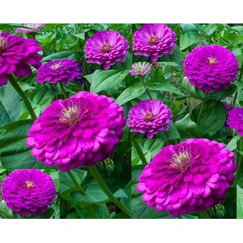 Hạt Giống Hoa Cúc Zinnia Tím
