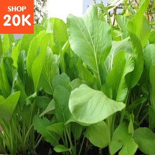 Hạt giống Rau Cải ngọt (50g)