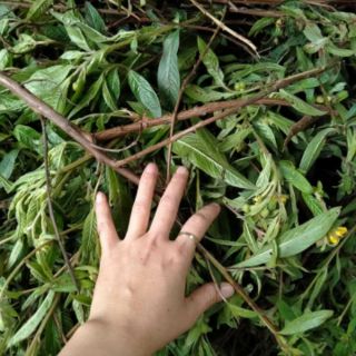 Cây rau mương phơi khô