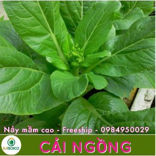 Rau cải ngồng F1 RS005 - 25g