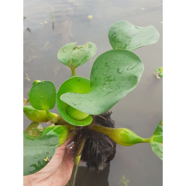Cây bèo tây/lục bình. 1 cây