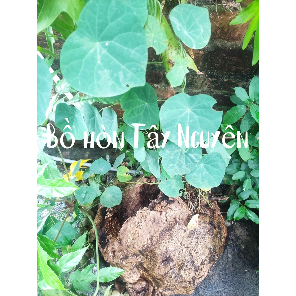 Bình vôi phong thủy