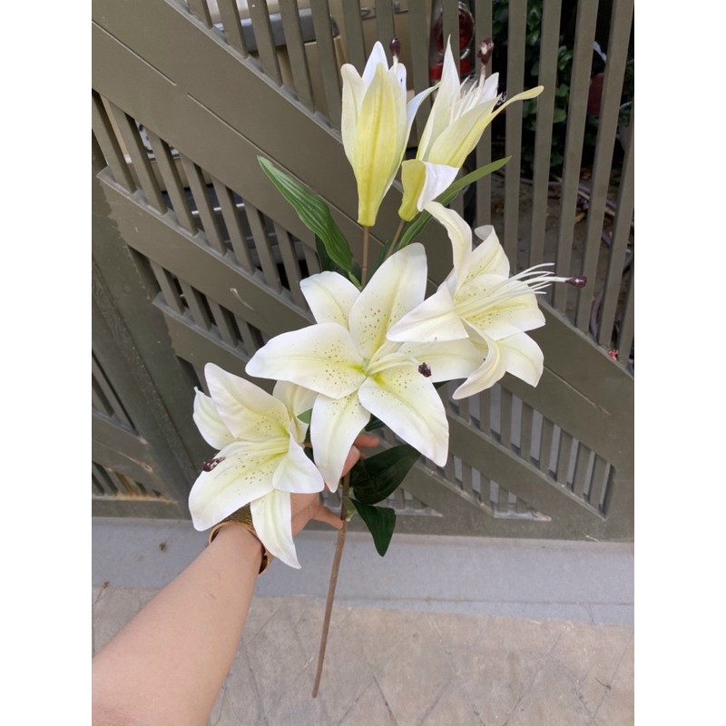 Hoa ly cao su thái lan bông lớn chất đẹp