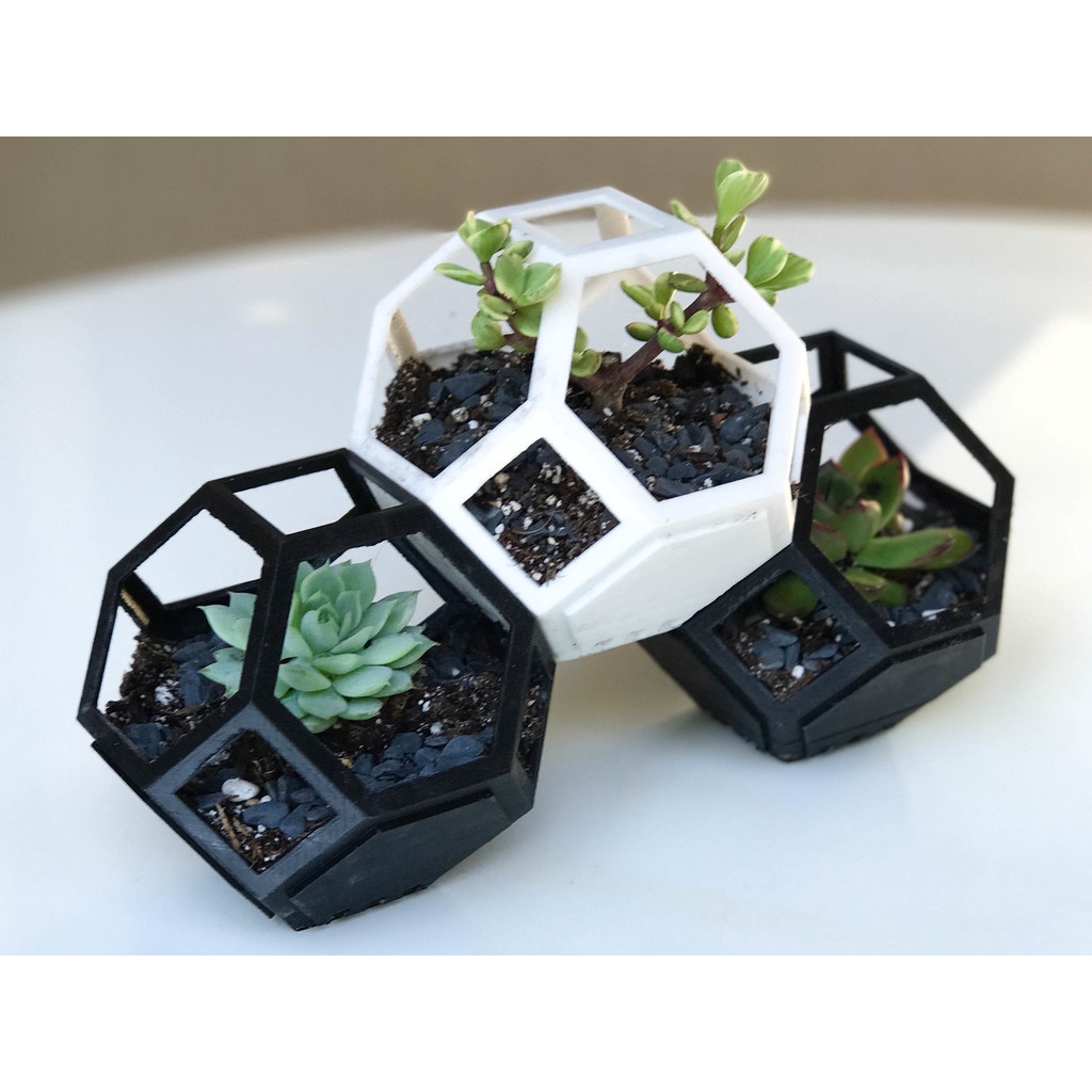 Chậu cây sen đá