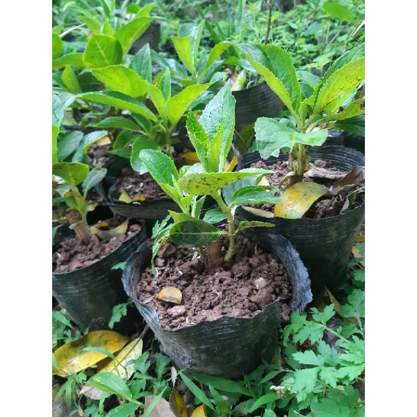 Cây cẩm tú cầu bầu như ảnh