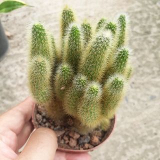 Cây Xương Rồng Đuôi Khỉ