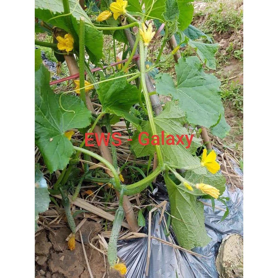 Hạt giống dưa leo tự thụ phấn F1 Galaxy - Hai Mũi Tên Đỏ