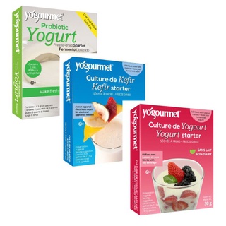 Men làm sữa chua Kefir - Vegan - Probiotic