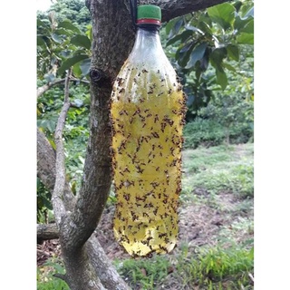 Keo xịt ruồi vàng bình 450ml