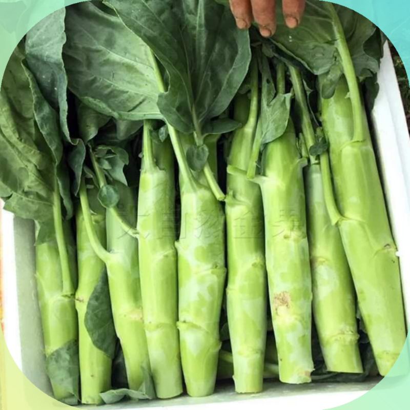 Hạt giống cải rổ ngọt thân mập Thái Lan rất dễ trồng