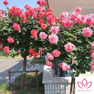 Cây Giống Hoa Hồng Tree Đủ Các Màu Cực Đẹp / Hoa Hà Thành