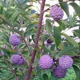 GIỐNG CÂY NA TÍM