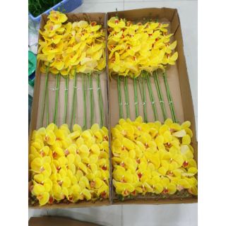 Hoa lan hồ điệp cao su