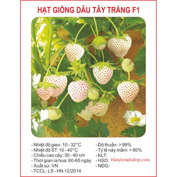 Hạt Giống Dâu Tây Trắng ( Bạch Tuyết ) -50 Hạt