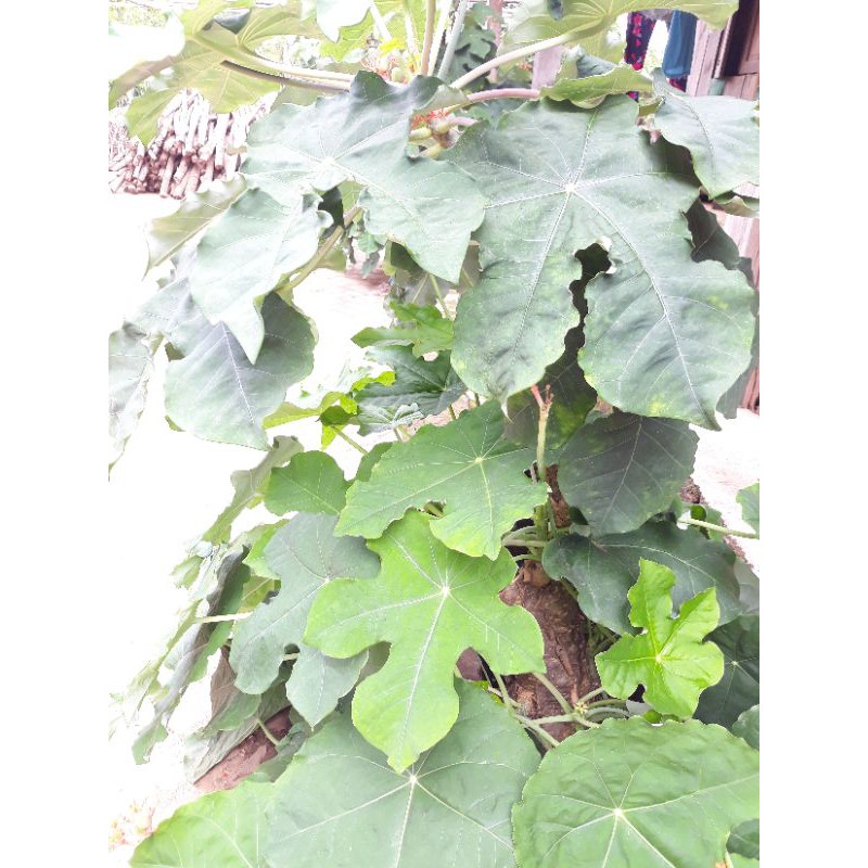 Ngô đồng cổ thụ