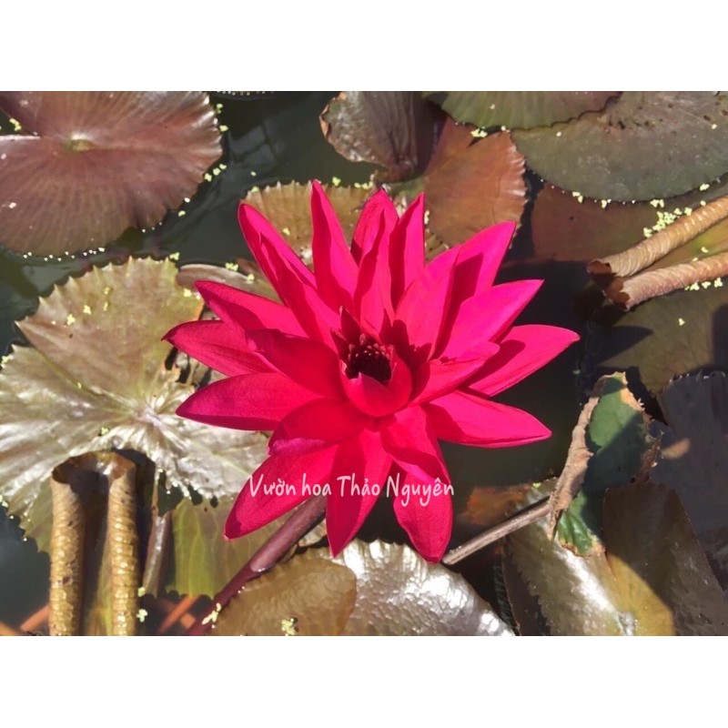 Hoa súng Mỹ dòng mới