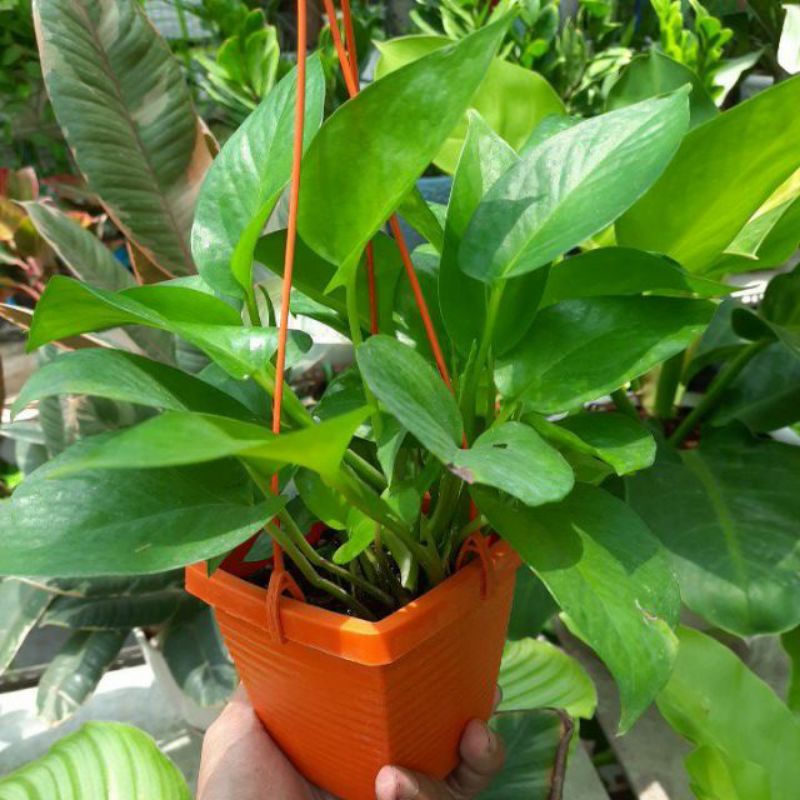 Trầu bà treo tường