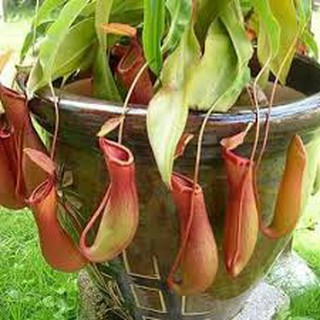 10 Hạt giống hoa Cây nắp ấm