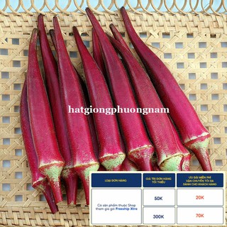 2GR - HẠT GIỐNG ĐẬU BẮP ĐỎ
