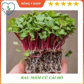 Hạt Giống Rau Mầm Củ Cải Đỏ Giòn Ngọt, Nhanh Thu Hoạch Rạng Đông-RADO 105