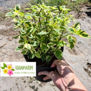 Cây cẩm thạch dây