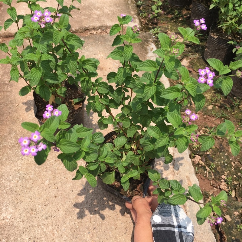 Cây Hoa Ngũ Sắc TÍM RỦ Hoa Quanh Năm,Ưa Nắng,Cây Xum Thích Hợp Trồng Ban Công