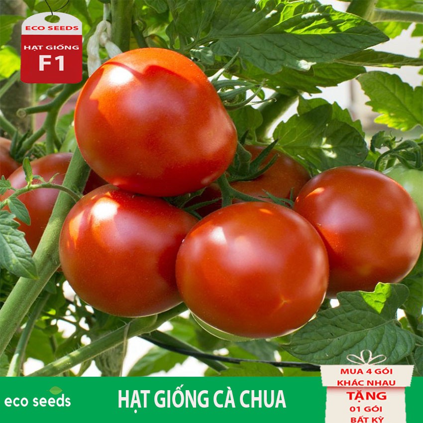 HẠT GiỐNG CÀ CHUA Q11 Eco seeds KLT 100mg. Tỷ lệ nảy mầm cao, Cây ra trái sai, phẩm chất ngon