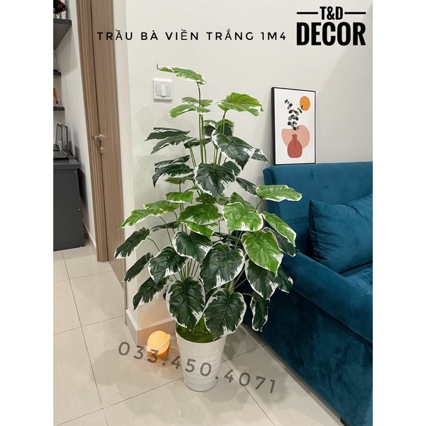 TRẦU BÀ VIỀN TRẮNG 70cm/1M2/1M4/1M6 - CÂY GIẢ DECOR