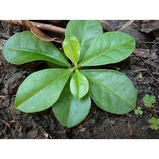 Hạt giống sâm đất/thổ nhân sâm tự thu hoạch